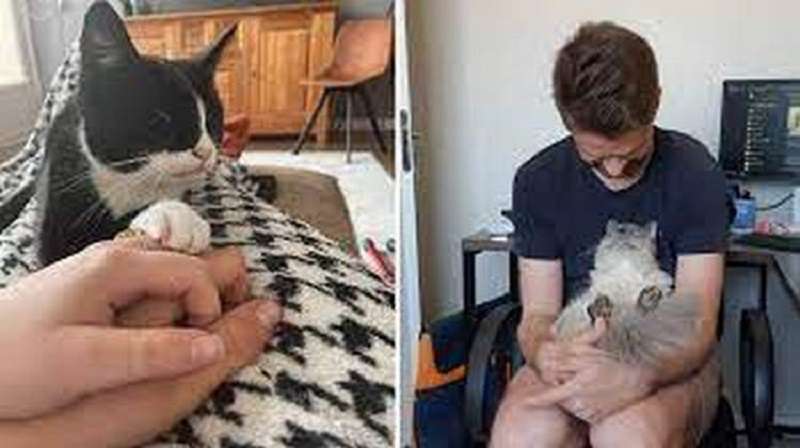 L'egoismo non è caratteristico di tutti i gatti – 15 prove fotografiche