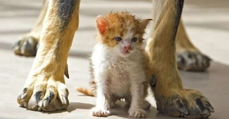 Un gattino solitario affamato ha trovato protezione al fianco di un vecchio cane