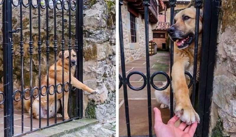 15 animali che ti tireranno su di morale anche nel giorno peggiore