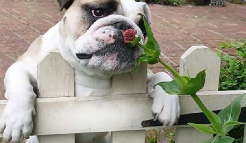 13 adorabili immagini di animali che odorano di fiori