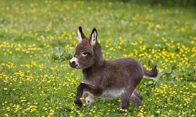 12 asinelli così adorabili da rendere la tua giornata indimenticabile