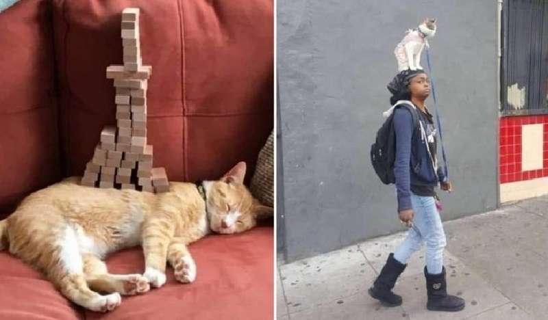 I gatti divertenti sono tornati in posizione: 15 foto