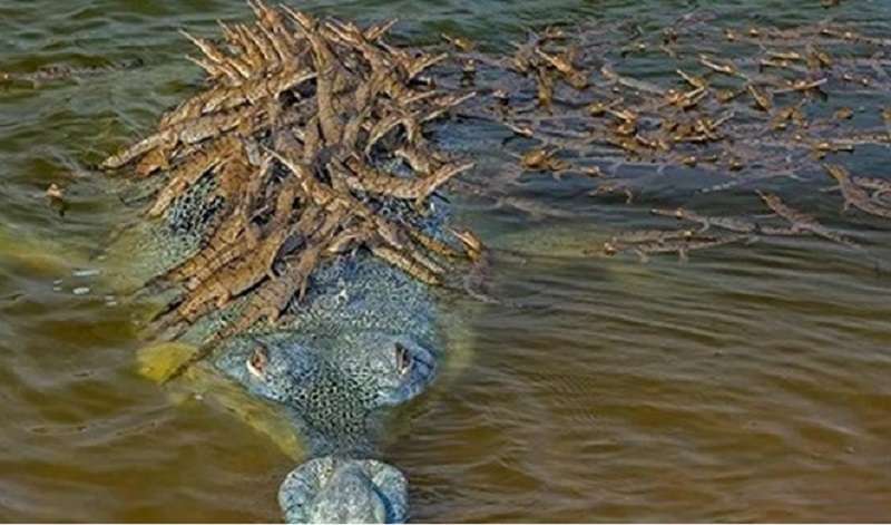 L'istantanea di un papà coccodrillo che trasporta 100 bambini sulla schiena ha preso d'assalto il mondo