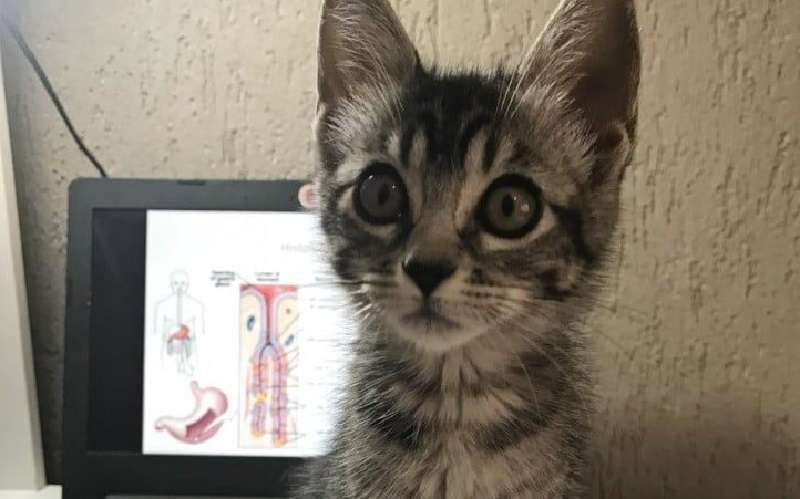 “Non ci sarà nessun gatto in casa nostra. Ti do due giorni…”! La mamma ha proibito di lasciare un gattino, ma qualcosa è andato storto