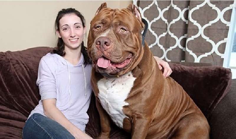 Un enorme cane di nome Hulk è uno dei pitbull più grandi del mondo!