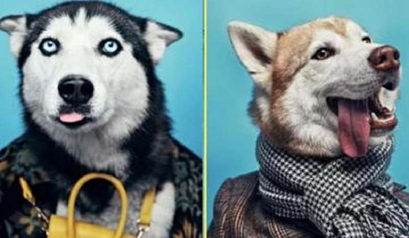 Il rifugio per animali ha vestito i cani con abiti umani per aiutarli a trovare una casa più velocemente