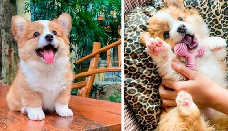Baby è il cucciolo più adorabile del mondo!