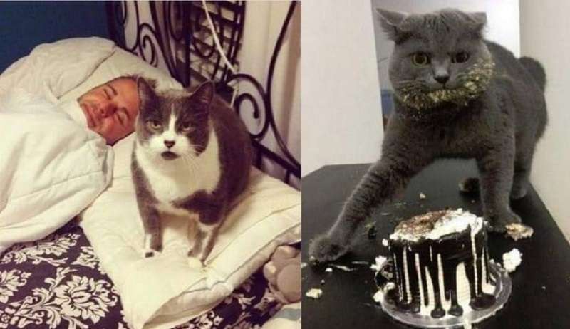 12 gatti ribelli con cui è divertente vivere