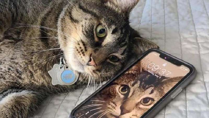 I pensieri dei gatti sono così profondi – 15 foto