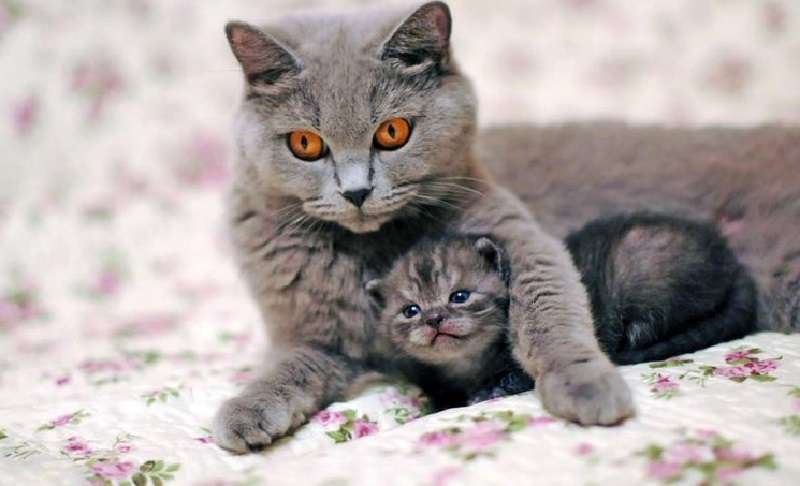 Quanto sono carini i bambini – 10 foto più carine di gatti con gattini