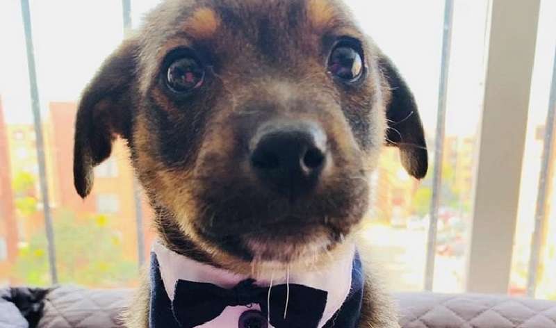 La triste storia di un cucciolo di un rifugio ha toccato i social