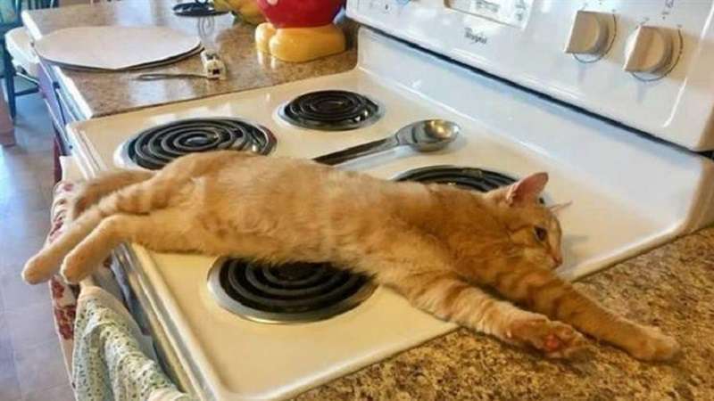 Adorabili burloni che non hanno voglia di punire (15 foto)
