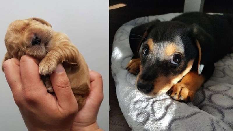 15 cani in miniatura che non ti lasceranno indifferente