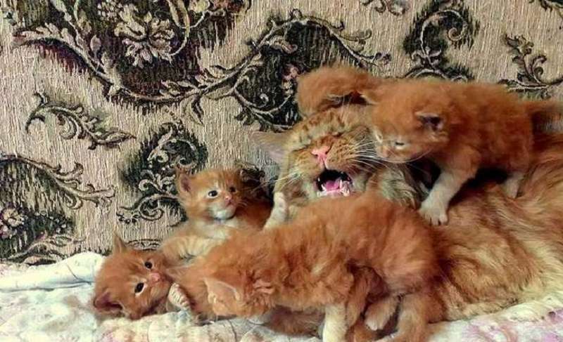 Le gioie della maternità e della paternità nel mondo degli animali domestici – 15 foto