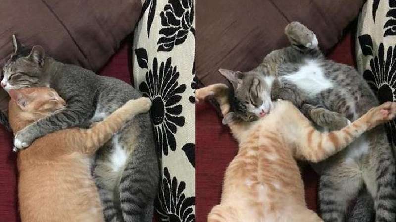 La pura verità su cosa succede se porti un secondo gatto al primo