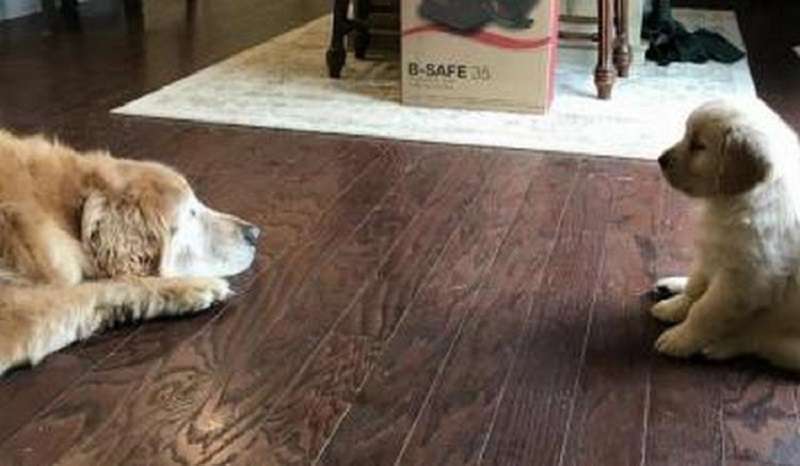 Cucciolo che si prende cura di un cane cieco