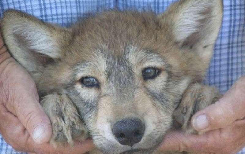 Una donna ha preso tre cuccioli sottosviluppati e sono cresciuti come lupi: una fiaba su un brutto anatroccolo