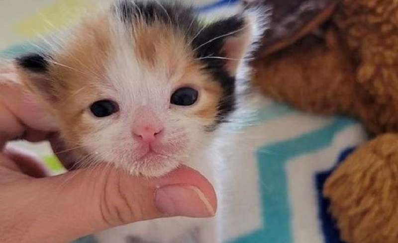 Una gattina ha pianto nel cortile con tutte le sue forze e le persone l'hanno aiutata a cambiare la sua vita e, lungo la strada, ha trovato un amico