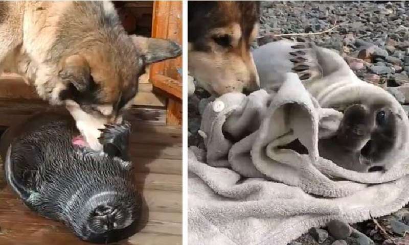 L'amicizia di un cane e un cucciolo di foca