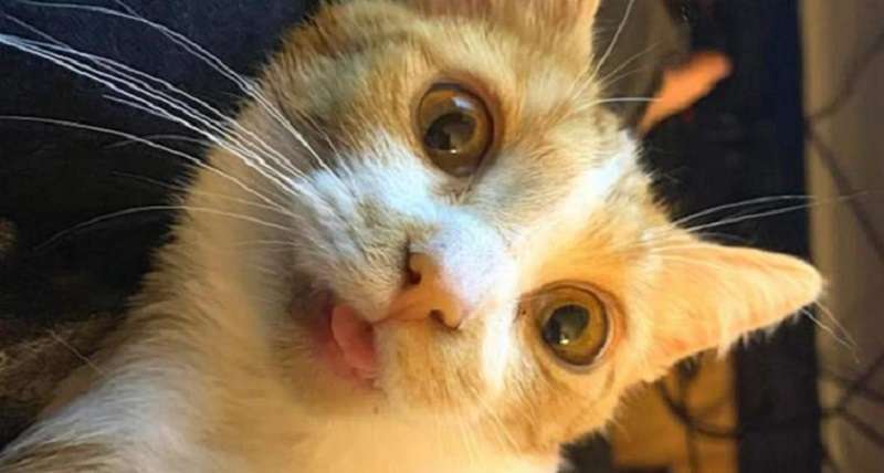 Una donna ha adottato un gatto randagio e poi ha scoperto che la sua lingua usciva costantemente