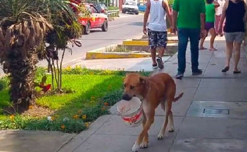 Il cane era così assetato che ha capito come chiedere l'acqua ai passanti