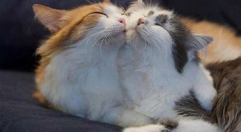 Dovrei prendere un secondo gatto e come farli diventare amici