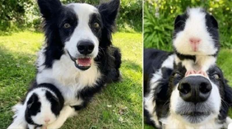 Il porcellino d'India è simile al border collie nei minimi dettagli
