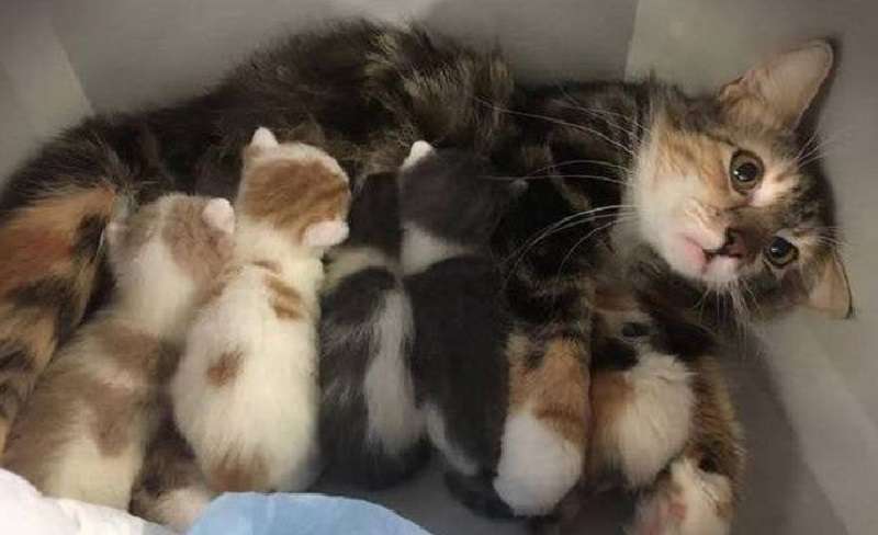 Animali che hanno conosciuto la gioia della maternità e già se ne pentono