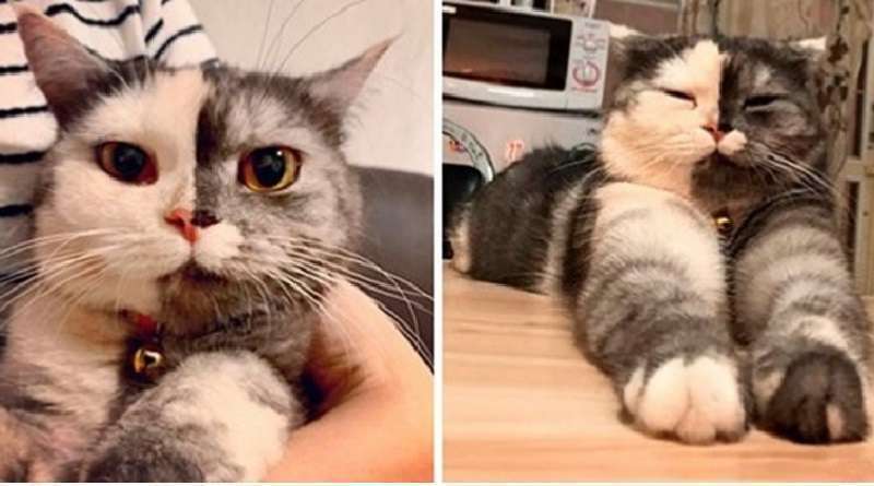 Il gatto sembra un dipinto, ma è reale e adora la carta igienica