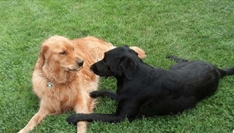 Il cane è così innamorato del cane del vicino che lo visita nel cuore della notte con dei regali!