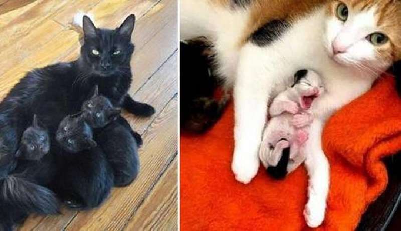 Mamme e papà a quattro zampe con bambini – 15 foto sincere