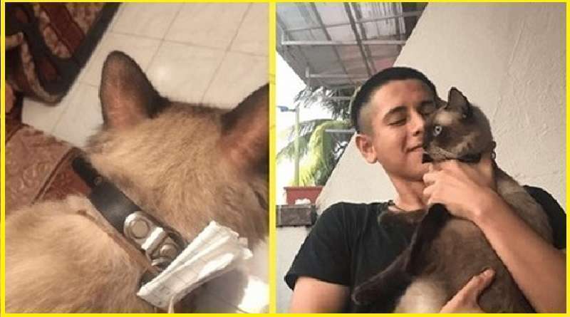 Una volta che il gatto è venuto da una passeggiata, e sul colletto – una nota
