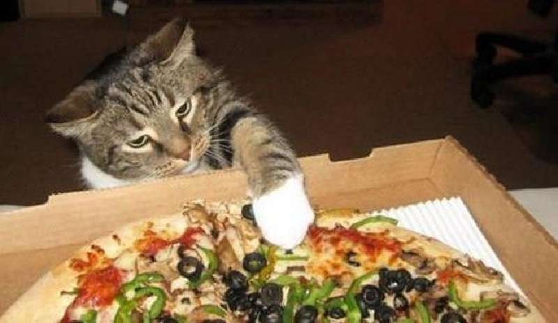 Perché il gatto chiede sempre cibo: 5 caratteristiche che è importante conoscere