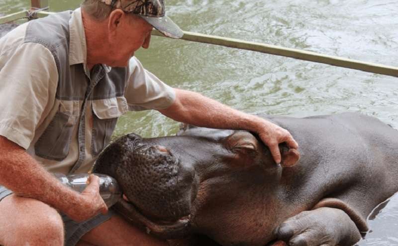 18 anni fa, un uomo salvò un ippopotamo. L'animale lo ripagava con devozione