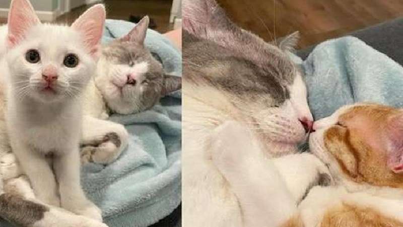 Dopo l'incidente, il gatto è stato circondato da gattini e ha sollevato il suo spirito, il che significa che ci sono tutte le possibilità che i sogni diventino realtà
