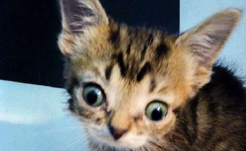 Il ragazzo ha trovato un gattino speciale, che è diventato non solo il suo preferito, ma l'intera rete