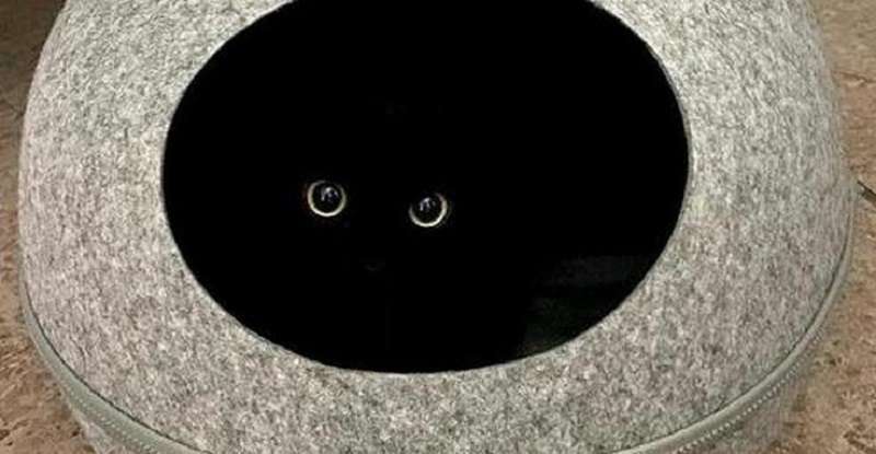 Black fold Myaunji: non un gatto, ma un miracolo del male