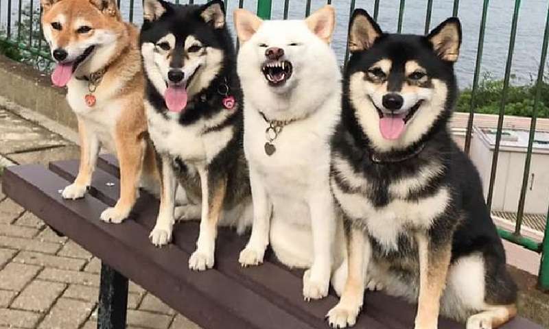 Hina è una Shiba Inu che rovina sempre le foto di gruppo per principio.