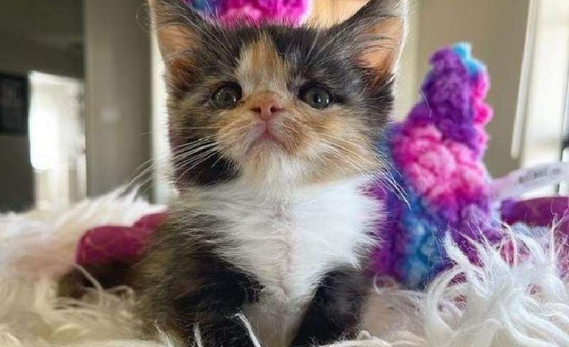 Il destino mette alla prova il gattino dalla nascita, ma il bambino affronta tutto per diventare felice