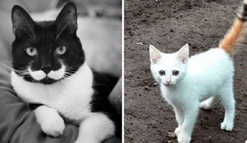 Bellezze speciali: gatti che hanno ricevuto tutto dalla natura e una “scorza” dall'alto