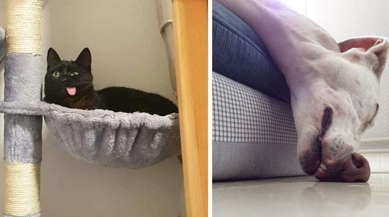 Il mio animale domestico è rotto?.. Tuttavia, è ancora meglio!