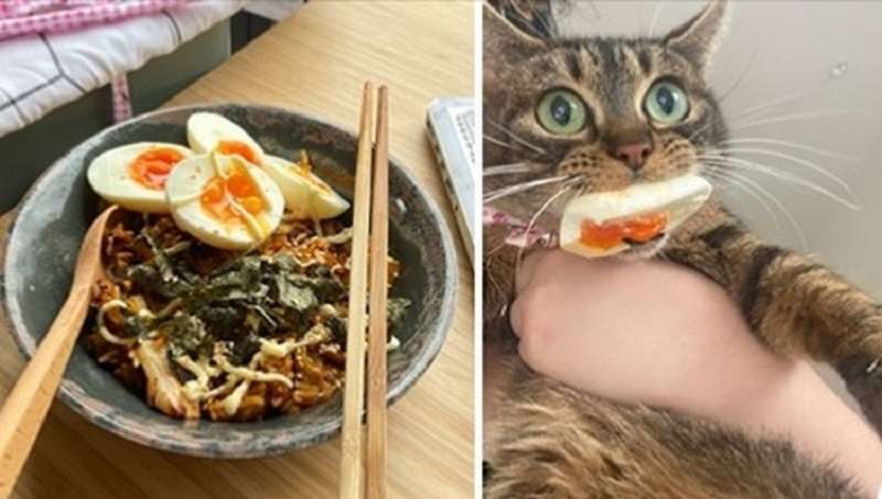 Gli animali sono stati colti in flagrante mentre cercavano di bramare il cibo del proprietario