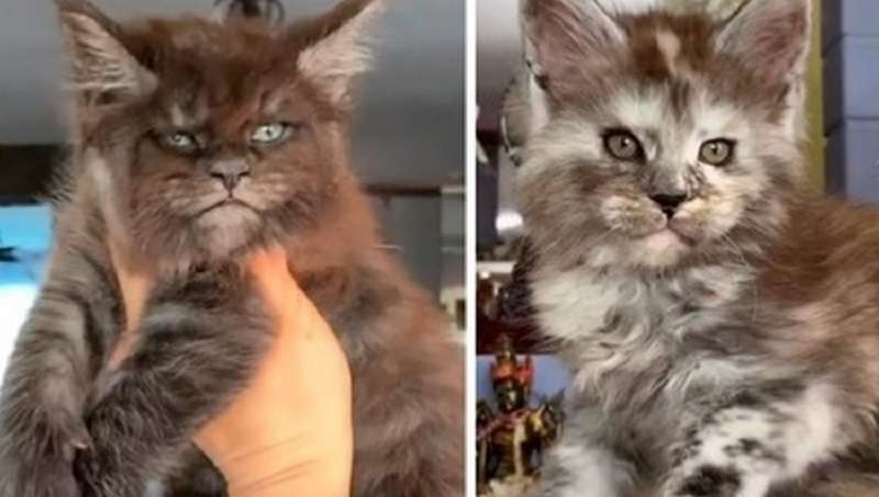Un gatto Maine Coon ha 5 gattini, che, nonostante la loro misericordia, si distinguono per un'espressione severa dei musi