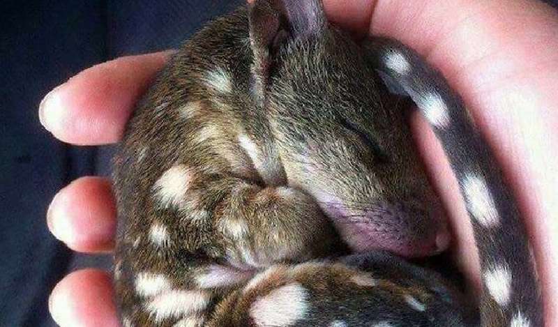 Animali affascinanti, a cui tutti reagiscono “Oh, che adorabile!”