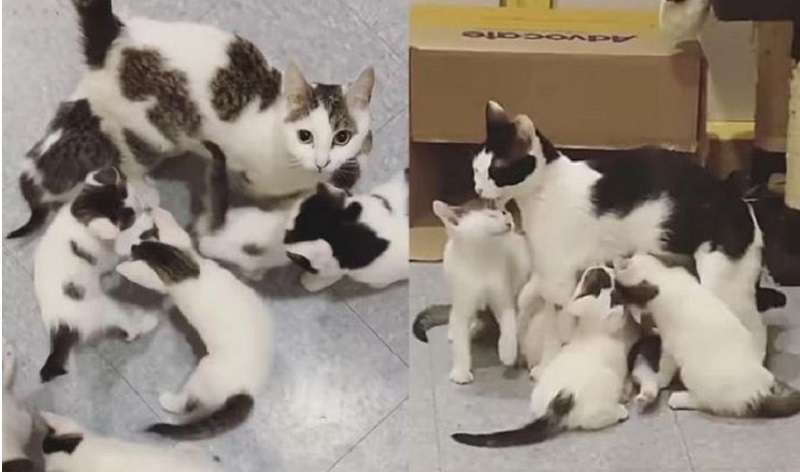 Tali briciole e madri già eroiche – due madri-gatti ora sognano la felicità per se stesse