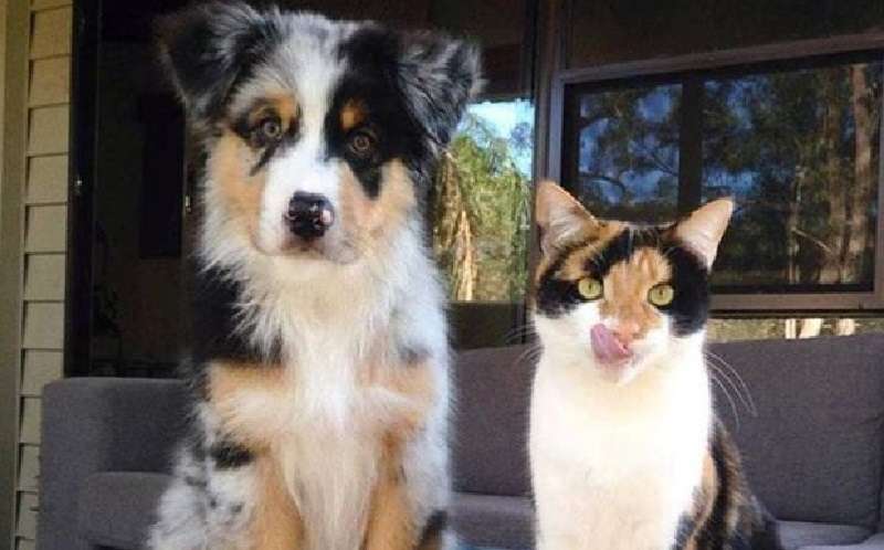 Gli utenti di Internet condividono le foto dei loro gatti che sono troppo divertenti per essere nascoste all'umanità