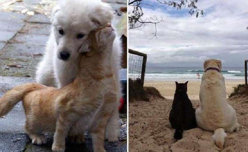15 gatti innamorati dei cani