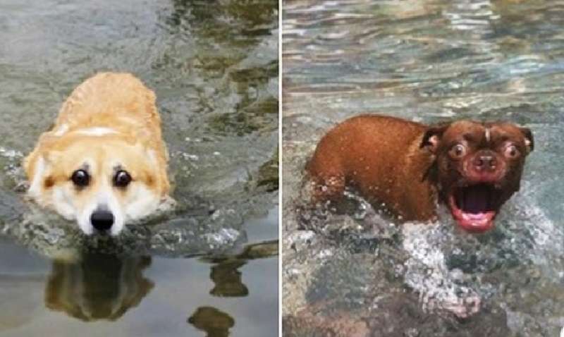 Cani coraggiosi che non hanno paura di nulla… se non dell'acqua più ordinaria