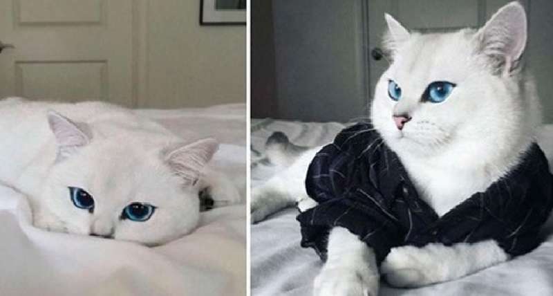 Koby è un gatto bianco come la neve con bellissimi occhi