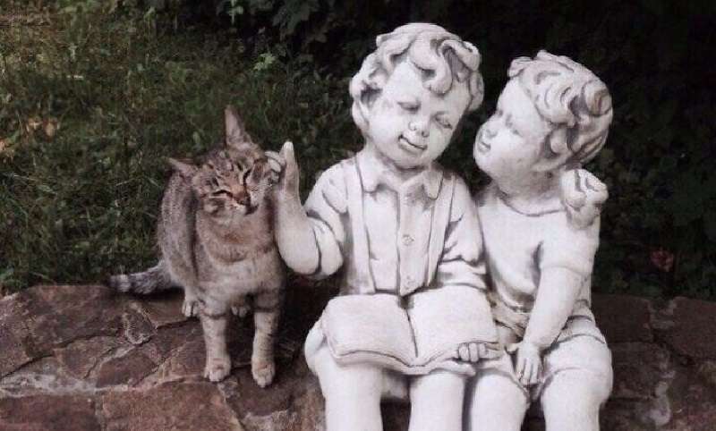 Questo mondo è fatto per i gatti! Le fusa si sentono al comando ovunque si trovino